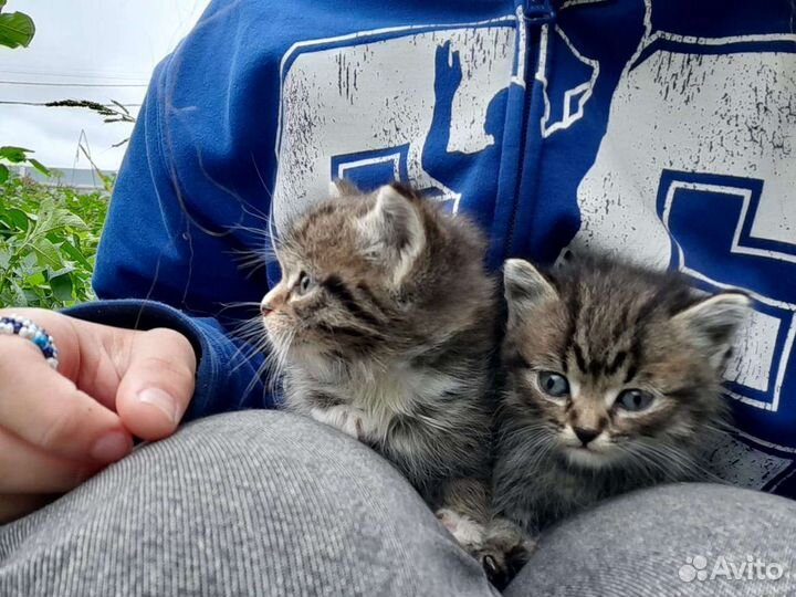 Кошка в дар