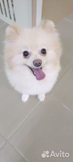 Груминг, стрижка, уход для собак