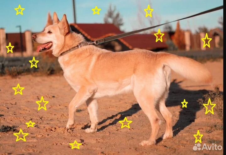 Обаятельный Данила