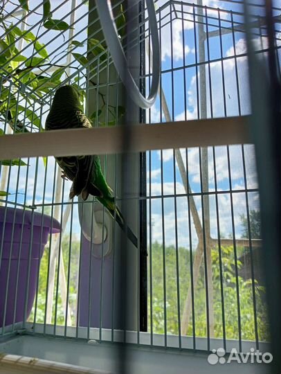 Волнистый попугай с клеткой