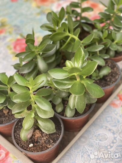 Денежное дерево