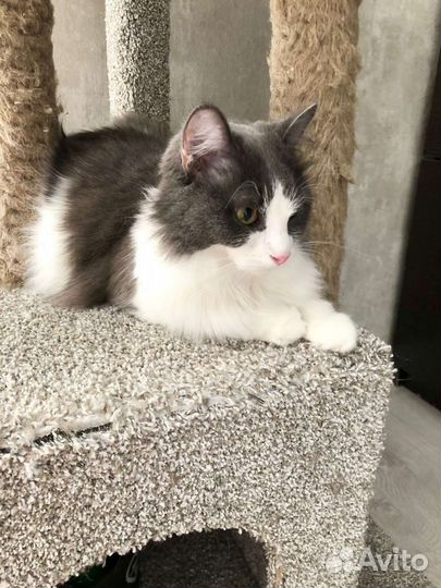 В добрые руки