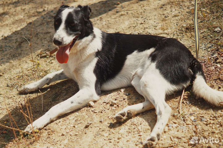 Собака Спрайт