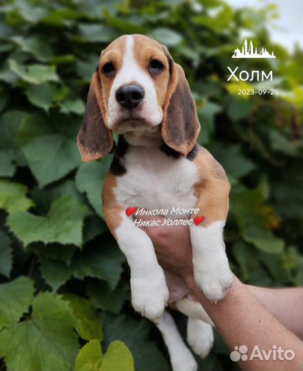 Щенки бигль