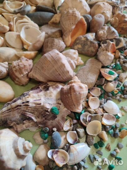 Ракушки для поделок