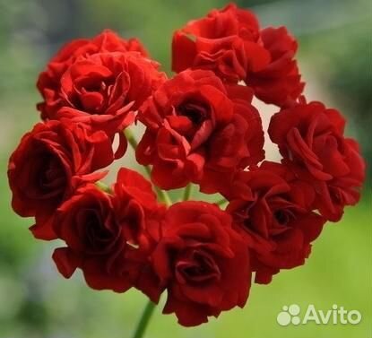 Пеларгония