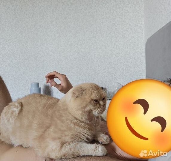 Кот на вязку