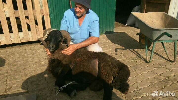 Баран курдючные