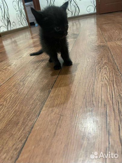 Котята (девочка)