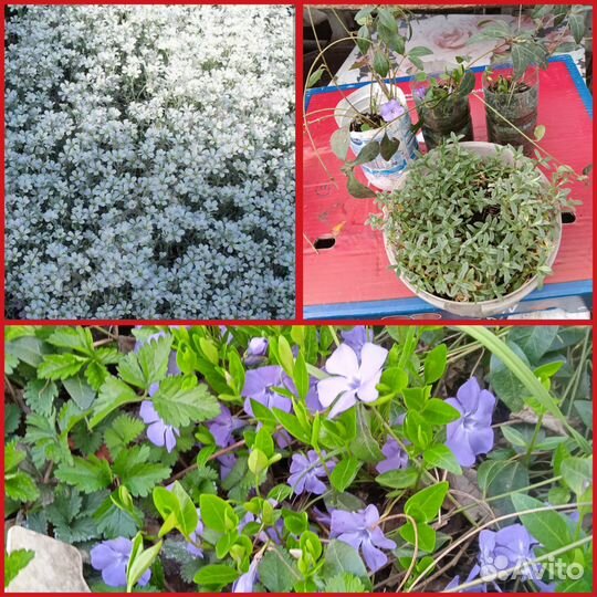 Многолетники для сада цветы