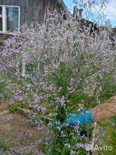 Рассада Кермек