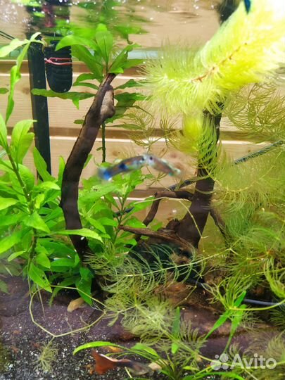 Мраморные раки мини