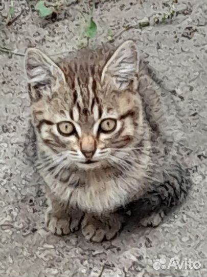 Отдам в добрые руки