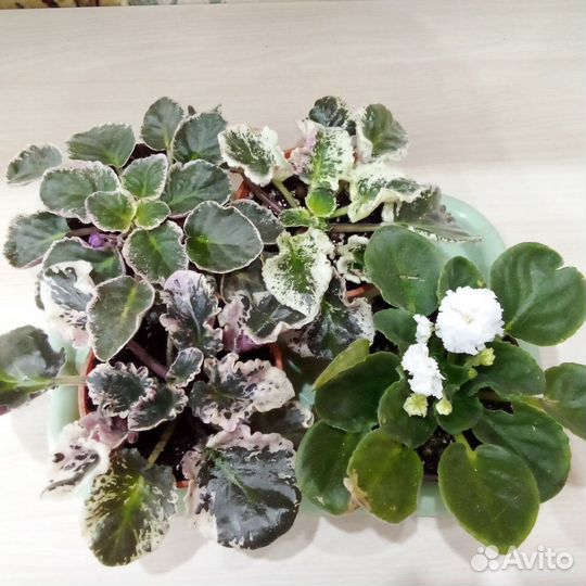 Взрослые фиалочки