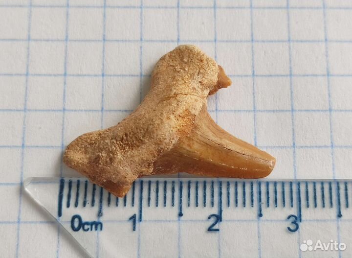 Зyб дрeвней акyлы