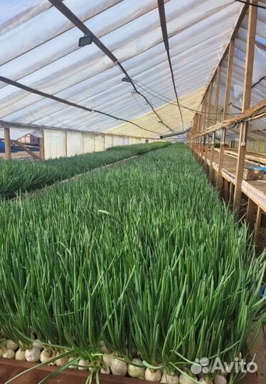 Лук зеленый свежей срезки с доставкой LUK-1200