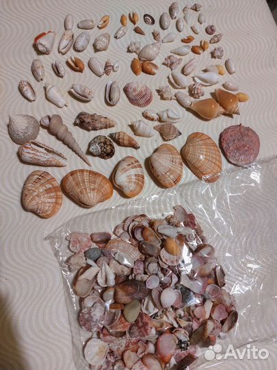 Морские ракушки