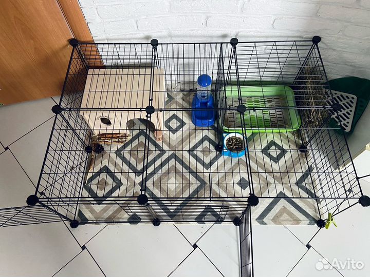 Карликовые кролики обычные и барашки видео