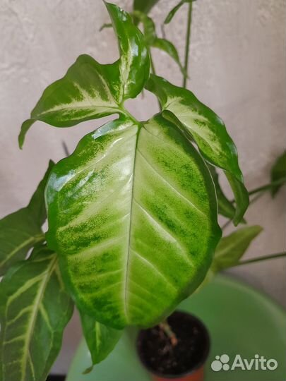 Сингониум auritum ушковидный