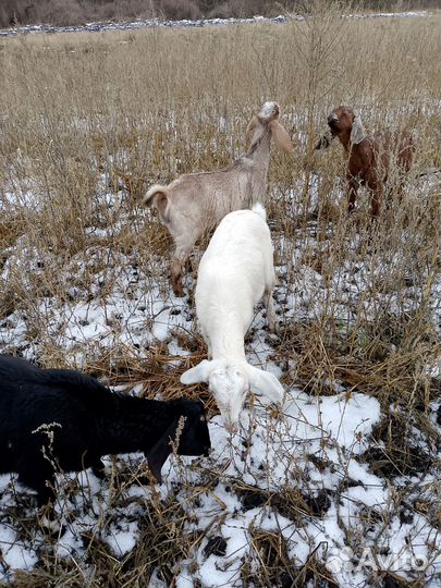 Продам козла