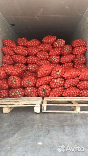 Лук репчатый, Оптом и в розницу