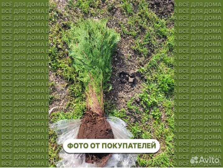 Туя для изгороди