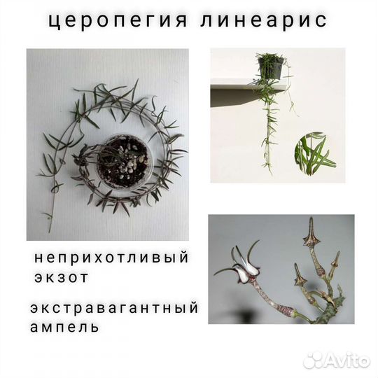 Церопегия линеарис