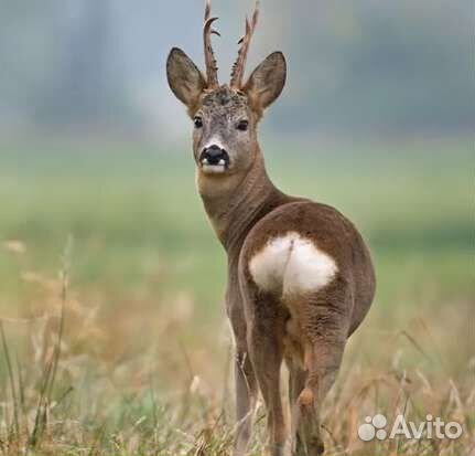 Мясо косули