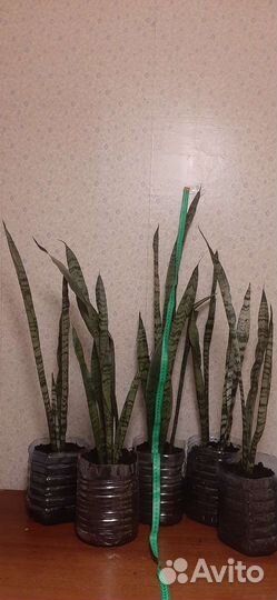 Сансевиерия 70 -90см
