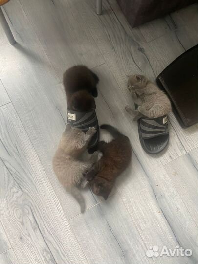 Британская