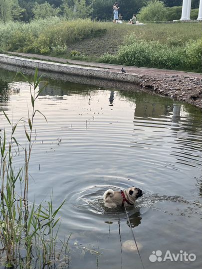 Мопс(1 год) в семью с собакой