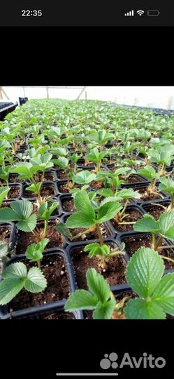 Рассада клубники