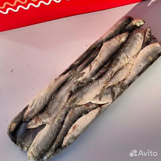 Сельдь / бесплатная доставка