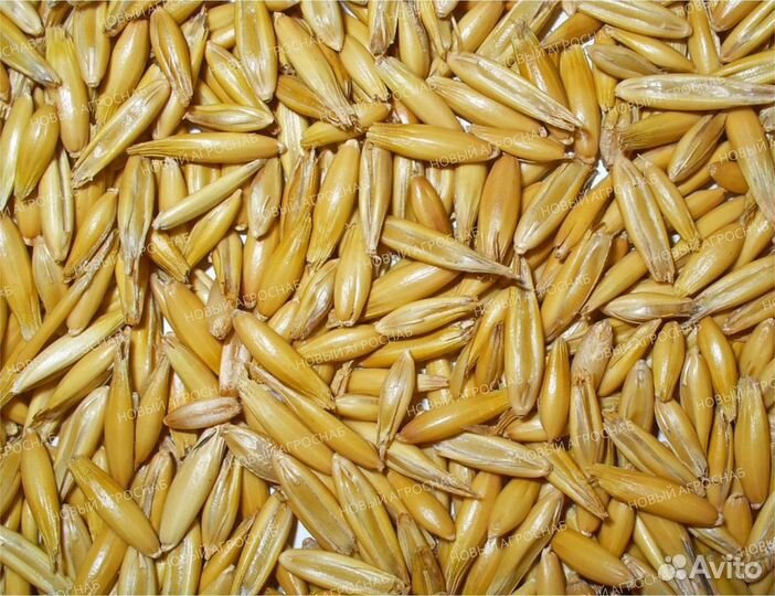 Зерно в мешках