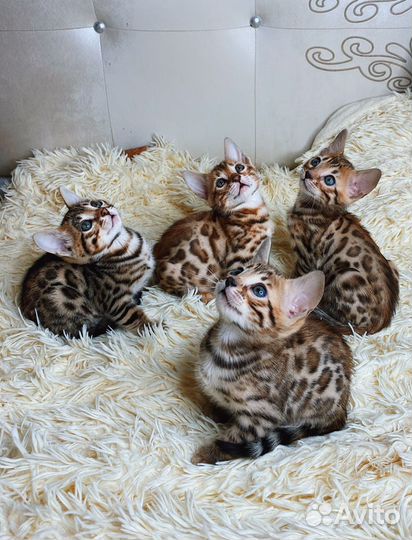 Бенгальские леопардики