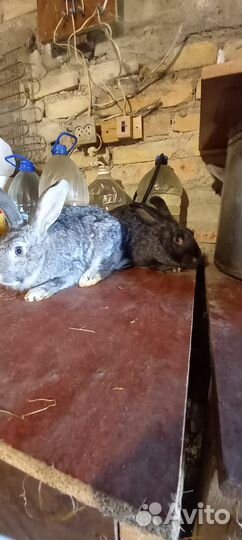 Продам кроликов