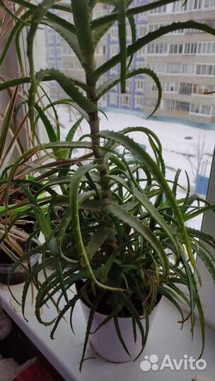 Алое лечебный