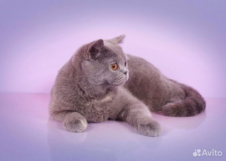 Британская кошечка