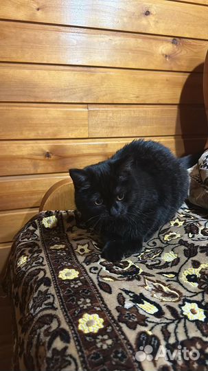 Продам кошечку 4 месяца