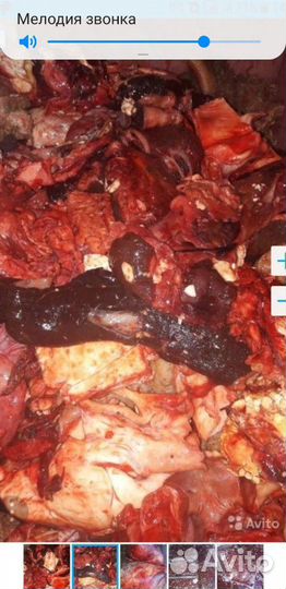 Корм для животных