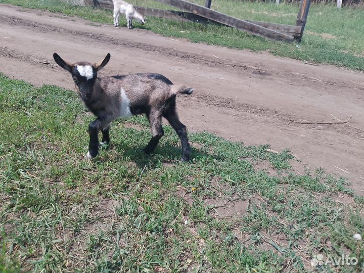 Молочная коза и два козленка