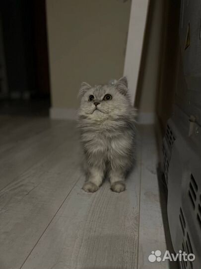 Шотландский кот