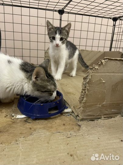 Мальчик красавчик котенок