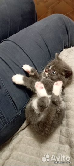 Отдам котёнка в хорошие руки