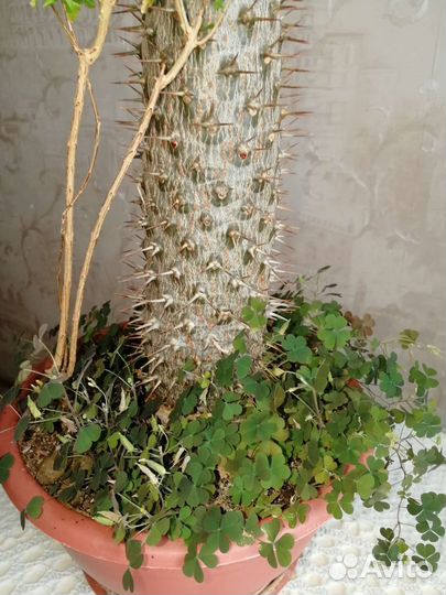 Пахиподиум, мадагаскарская пальма