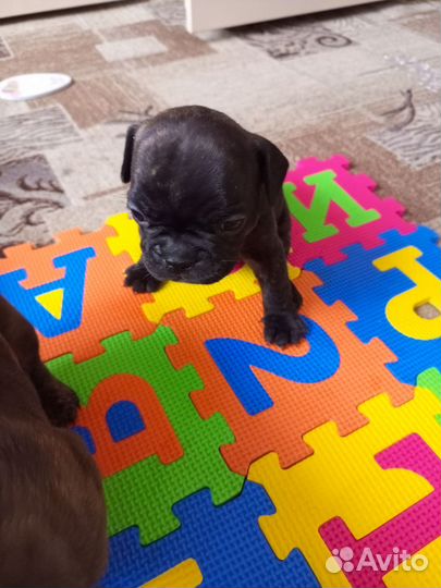 Французкий бульдог щенки