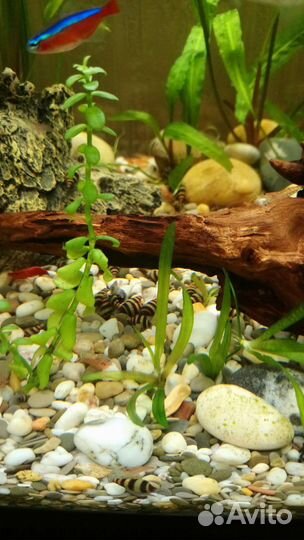 Улитка хелена