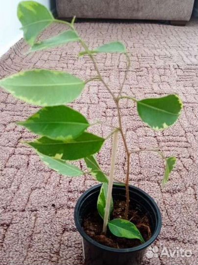 Фикус бенджамина