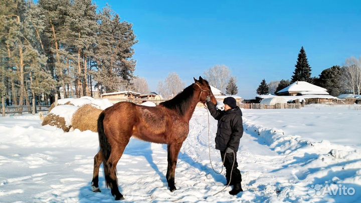 Продаётся гнидой мерин. 5 лет. Езде обучен