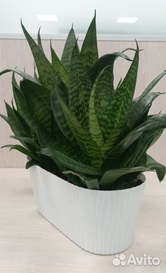 Сансевиерия